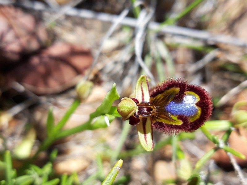 Ophrys speculum, photographed by Rafael Medina