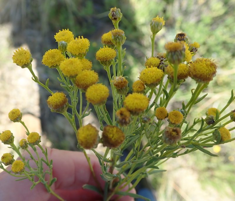 Pentzia cooperi, photographed by Peter Warren