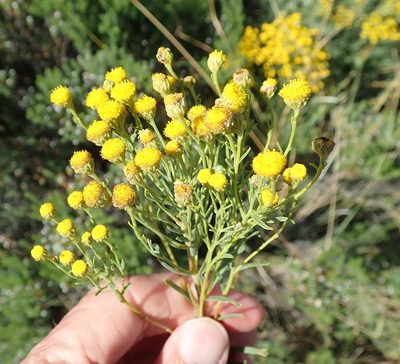 Pentzia cooperi, photographed by Peter Warren