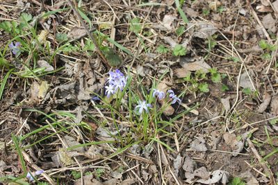 Scilla luciliae, photographed by Daria