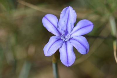 Aphyllanthes monspeliensis, photographed by Jacqueline Jeanne