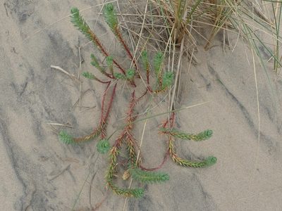Euphorbia paralias, photographed by agujaceratops