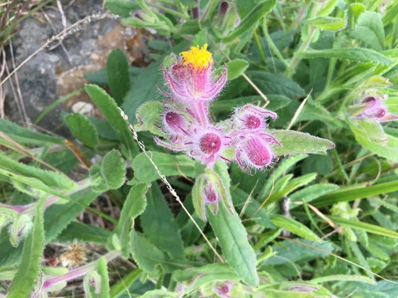 Senecio conyzifolius, photographed by B. Phalan