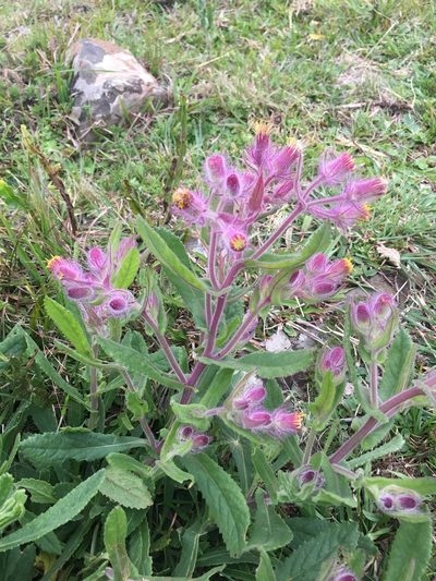 Senecio conyzifolius, photographed by B. Phalan