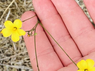 Linum rupestre, photographed by River Ahlquist