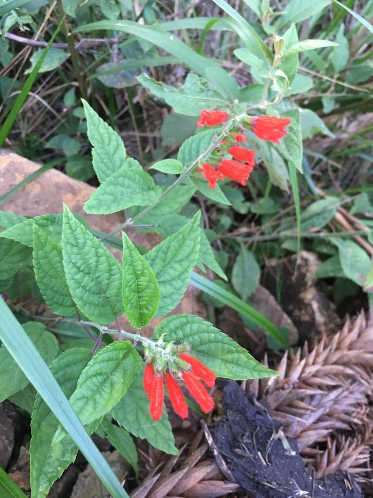 Salvia melissiflora, photographed by B. Phalan