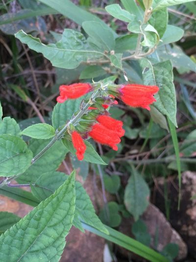 Salvia melissiflora, photographed by B. Phalan