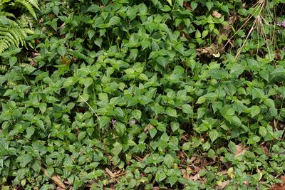 Dicliptera chinensis, photographed by 國立臺灣博物館