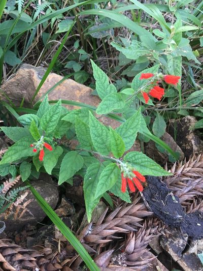 Salvia melissiflora, photographed by B. Phalan