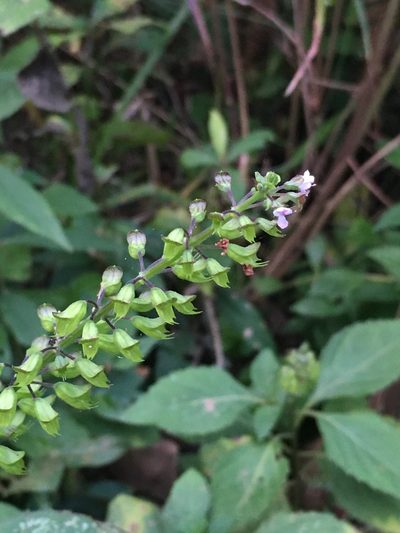 Ocimum carnosum, photographed by B. Phalan