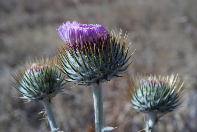 Cirsium neomexicanum, photographed by Andrew Tree