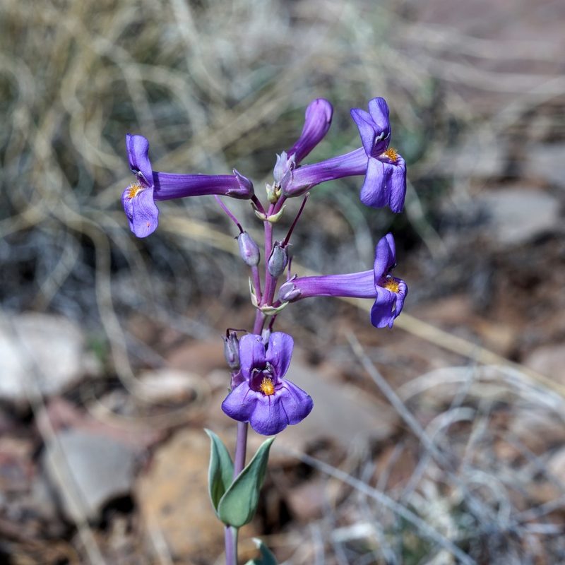 Penstemon fendleri, photographed by Andrew Tree