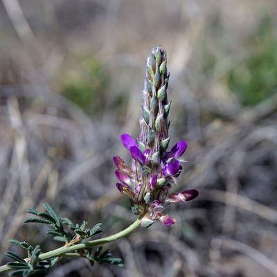 Dalea pogonathera, photographed by Andrew Tree