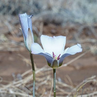 Calochortus ambiguus, photographed by Andrew Tree
