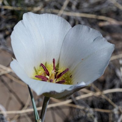 Calochortus ambiguus, photographed by Andrew Tree