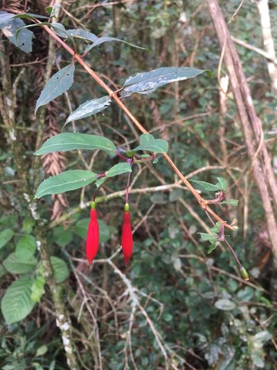 Fuchsia regia, photographed by B. Phalan