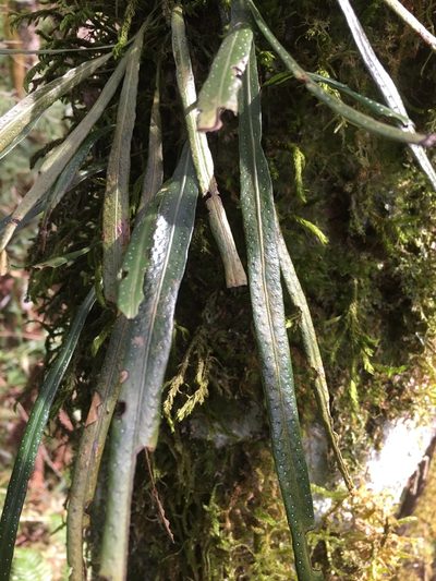 Campyloneurum austrobrasilianum, photographed by B. Phalan