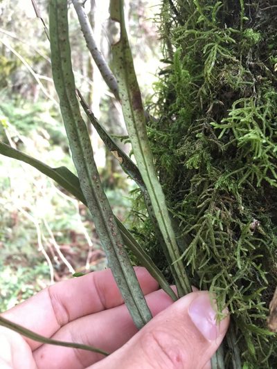 Campyloneurum austrobrasilianum, photographed by B. Phalan