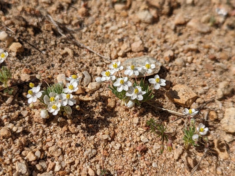 Canbya candida, photographed by Jordan Zylstra
