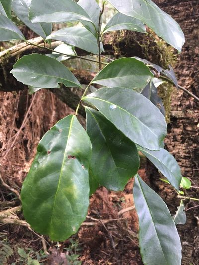 Ilex paraguariensis, photographed by B. Phalan