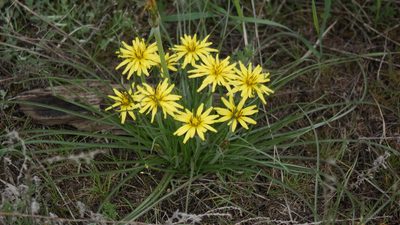 Pseudopodospermum molle, photographed by Дима Орлов