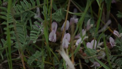 Astragalus testiculatus, photographed by Дима Орлов