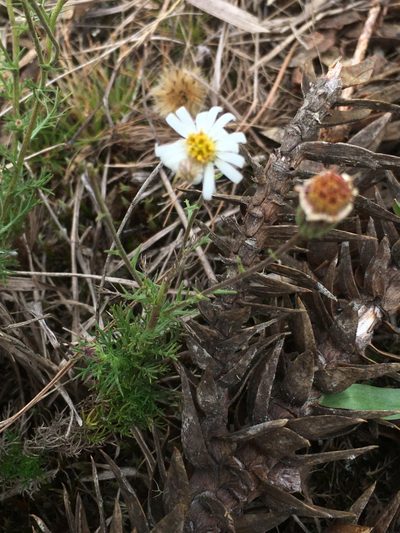 Sommerfeltia spinulosa, photographed by B. Phalan