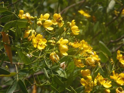 Senna corymbosa, photographed by Sebastián Gómez Barboza Silveira