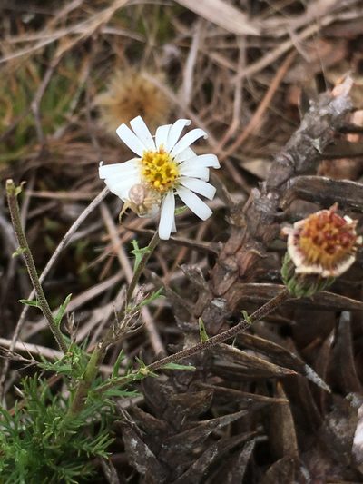 Sommerfeltia spinulosa, photographed by B. Phalan
