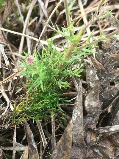 Sommerfeltia spinulosa, photographed by B. Phalan