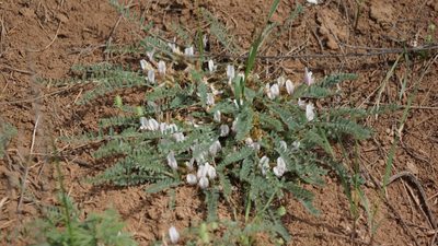 Astragalus testiculatus, photographed by Дима Орлов