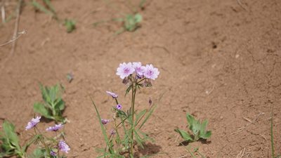 Geranium linearilobum, photographed by Дима Орлов