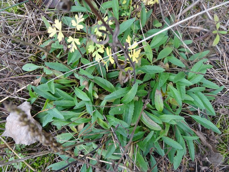 Veronica spicata, photographed by Grzegorz Grzejszczak