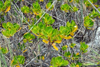 Scaevola plumieri, photographed by Paul Asman
