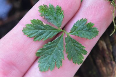 Rubus pedatus, photographed by Braden J. Judson