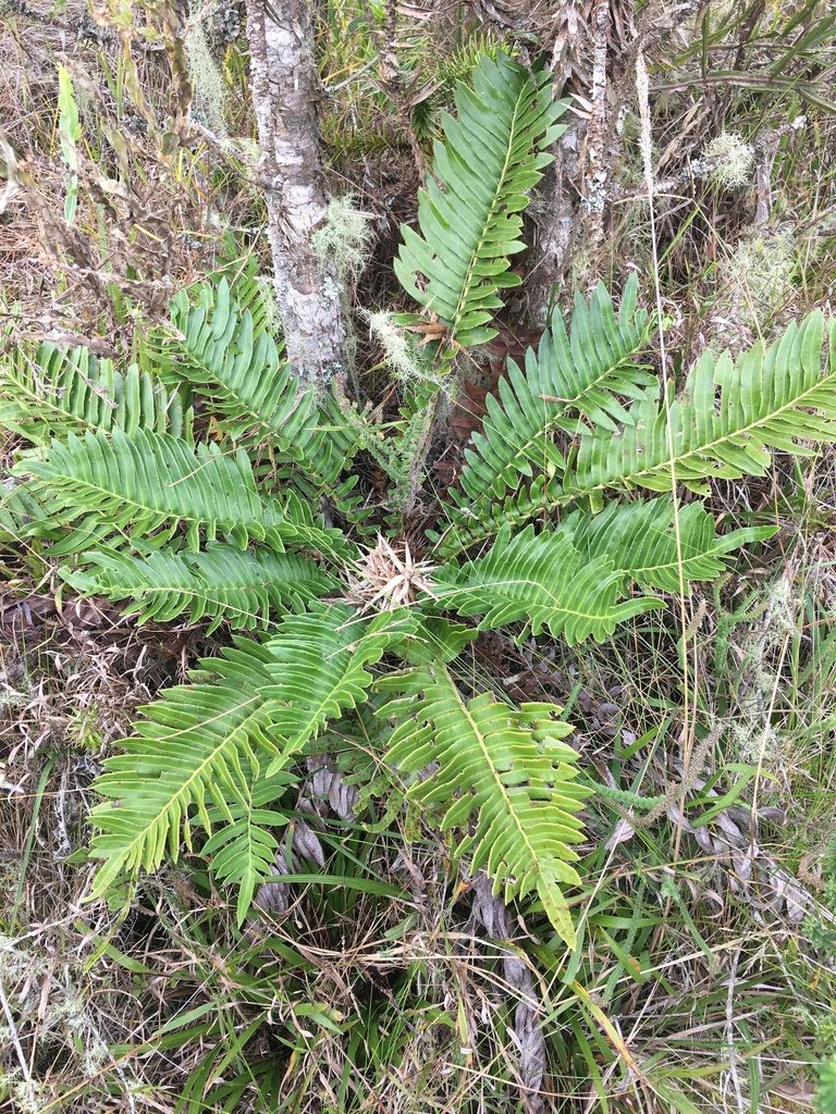 Lomariocycas schomburgkii, photographed by B. Phalan