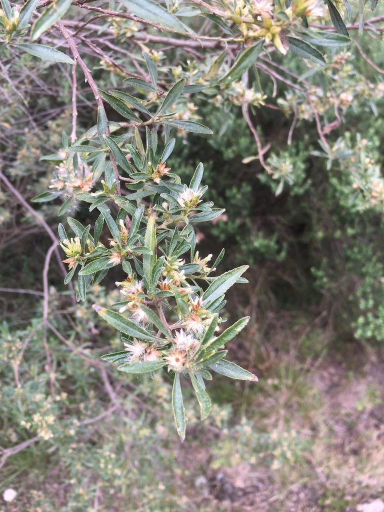 Baccharis microdonta, photographed by B. Phalan