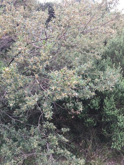 Baccharis microdonta, photographed by B. Phalan