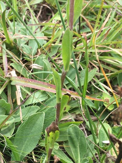 Noticastrum decumbens, photographed by B. Phalan