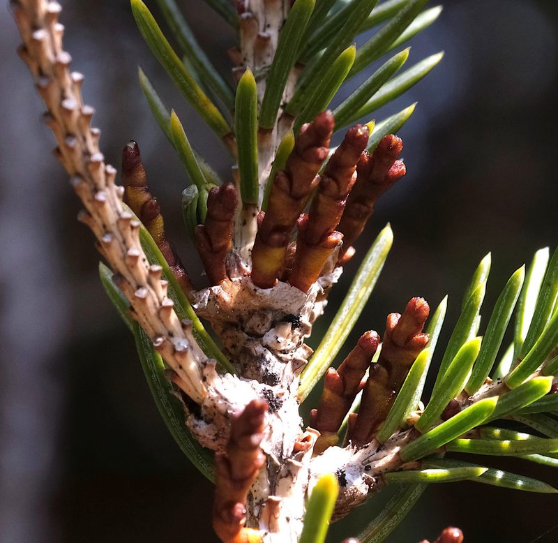Arceuthobium pusillum, photographed by Naomi Cappuccino
