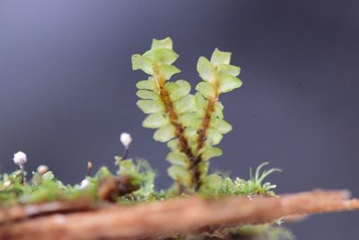 Scapania bolanderi, photographed by Braden J. Judson