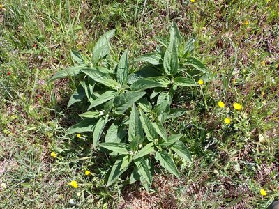 Phlomis herba-venti, photographed by mchaquis