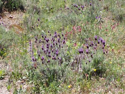 Lavandula pedunculata, photographed by mchaquis