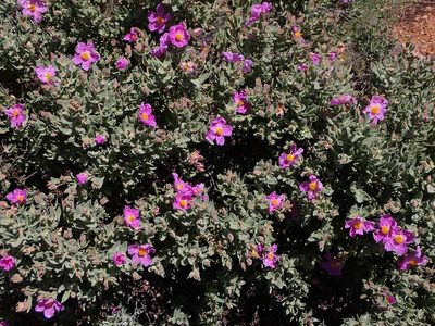 Cistus albidus, photographed by mchaquis