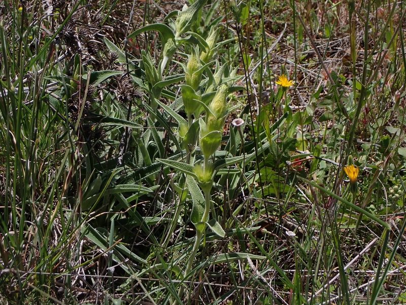Phlomis lychnitis, photographed by mchaquis