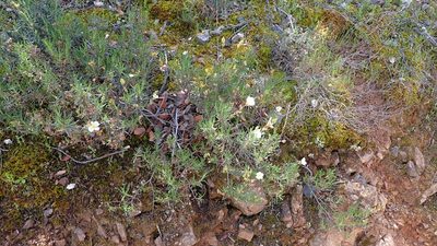 Cistus umbellatus, photographed by mchaquis