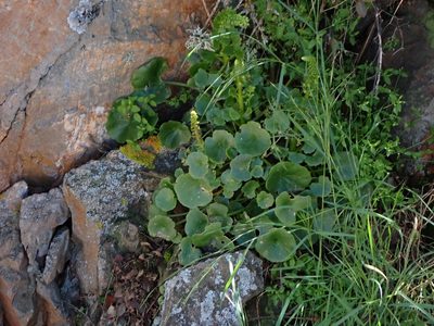 Umbilicus rupestris, photographed by mchaquis