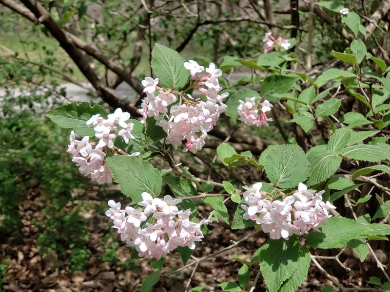 Viburnum carlesii, photographed by Jackie Ketcham Raftery