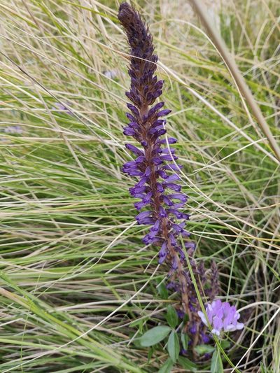 Orobanche lavandulacea, photographed by Riccardo Rocca
