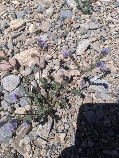 Phacelia bombycina, photographed by North Ross